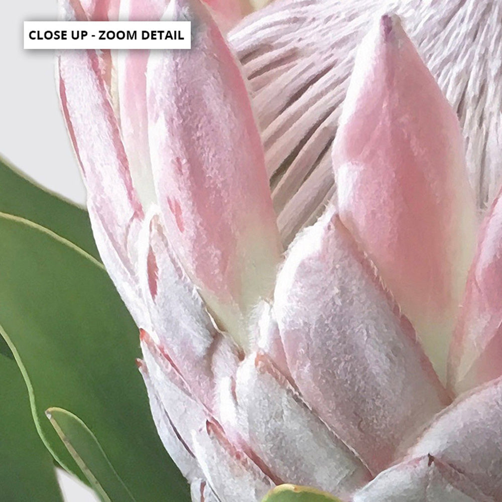 King Proteas in Soft Blush & White - Art Print, Poster, Stretched Canvas or Framed Wall Art, shown framed in a home interior space