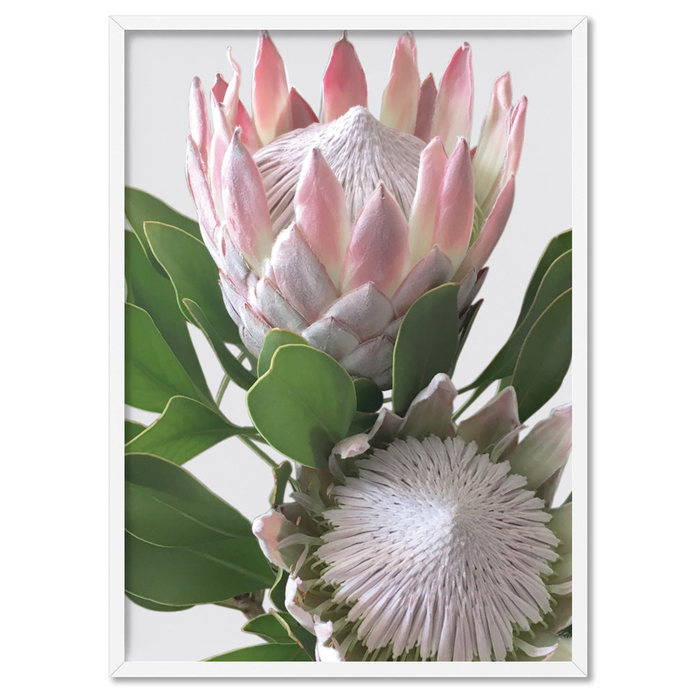 King Proteas in Soft Blush & White - Art Print, Poster, Stretched Canvas, or Framed Wall Art Print, shown in a white frame