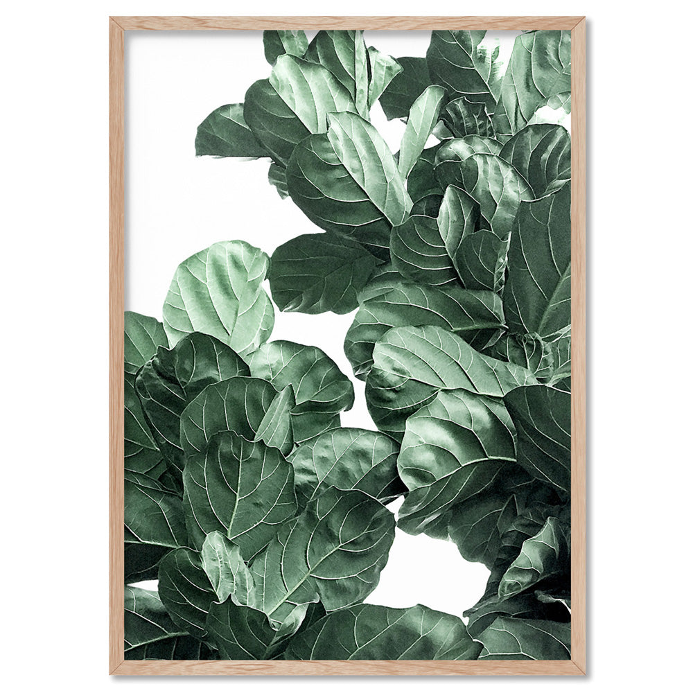 Fiddle Leaf Fig Watercolour II - Art Print, Poster, Stretched Canvas, or Framed Wall Art Print, shown in a natural timber frame