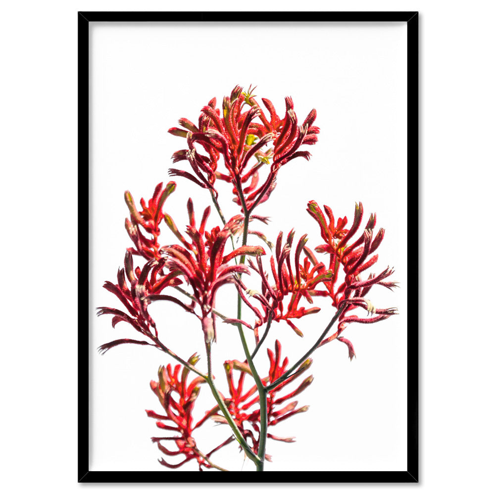 Kangaroo Paw in Red - Art Print, Poster, Stretched Canvas, or Framed Wall Art Print, shown in a black frame