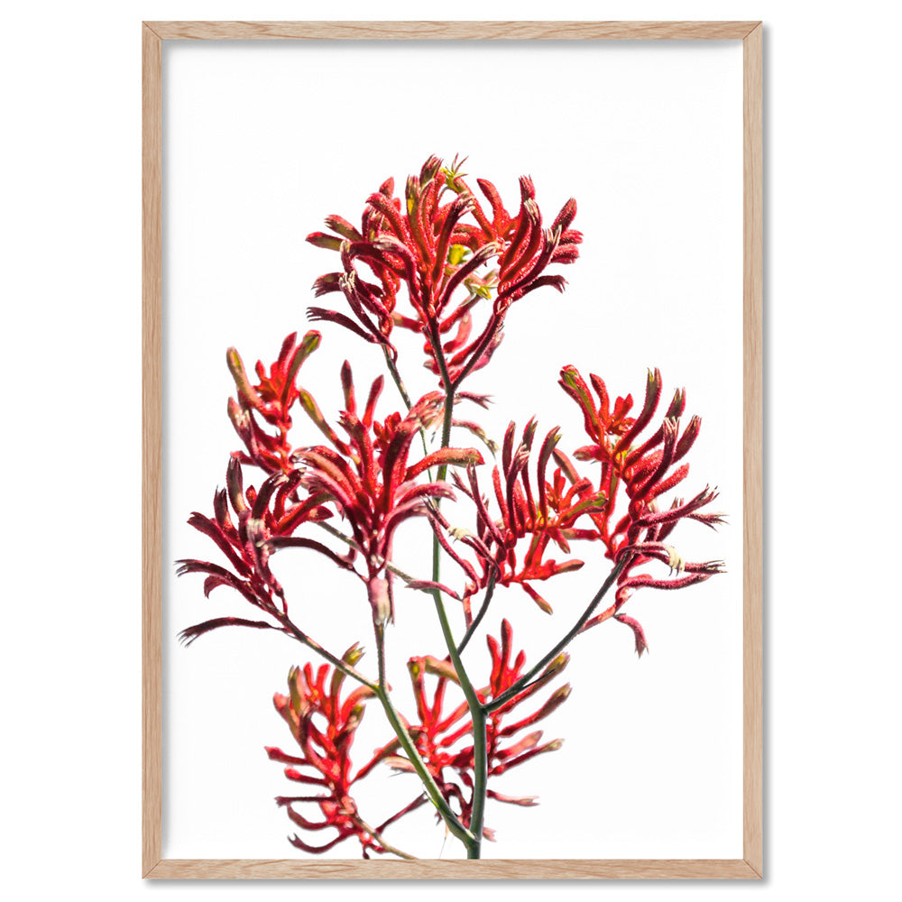 Kangaroo Paw in Red - Art Print, Poster, Stretched Canvas, or Framed Wall Art Print, shown in a natural timber frame