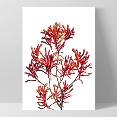 Kangaroo Paw in Red - Art Print, Poster, Stretched Canvas, or Framed Wall Art Print, shown as a stretched canvas or poster without a frame