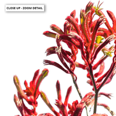 Kangaroo Paw in Red - Art Print, Poster, Stretched Canvas or Framed Wall Art, Close up View of Print Resolution