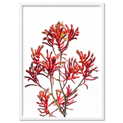 Kangaroo Paw in Red - Art Print, Poster, Stretched Canvas, or Framed Wall Art Print, shown in a white frame