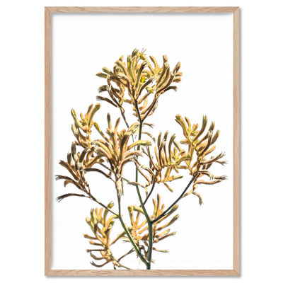 Kangaroo Paw in Yellow - Art Print, Poster, Stretched Canvas, or Framed Wall Art Print, shown in a natural timber frame
