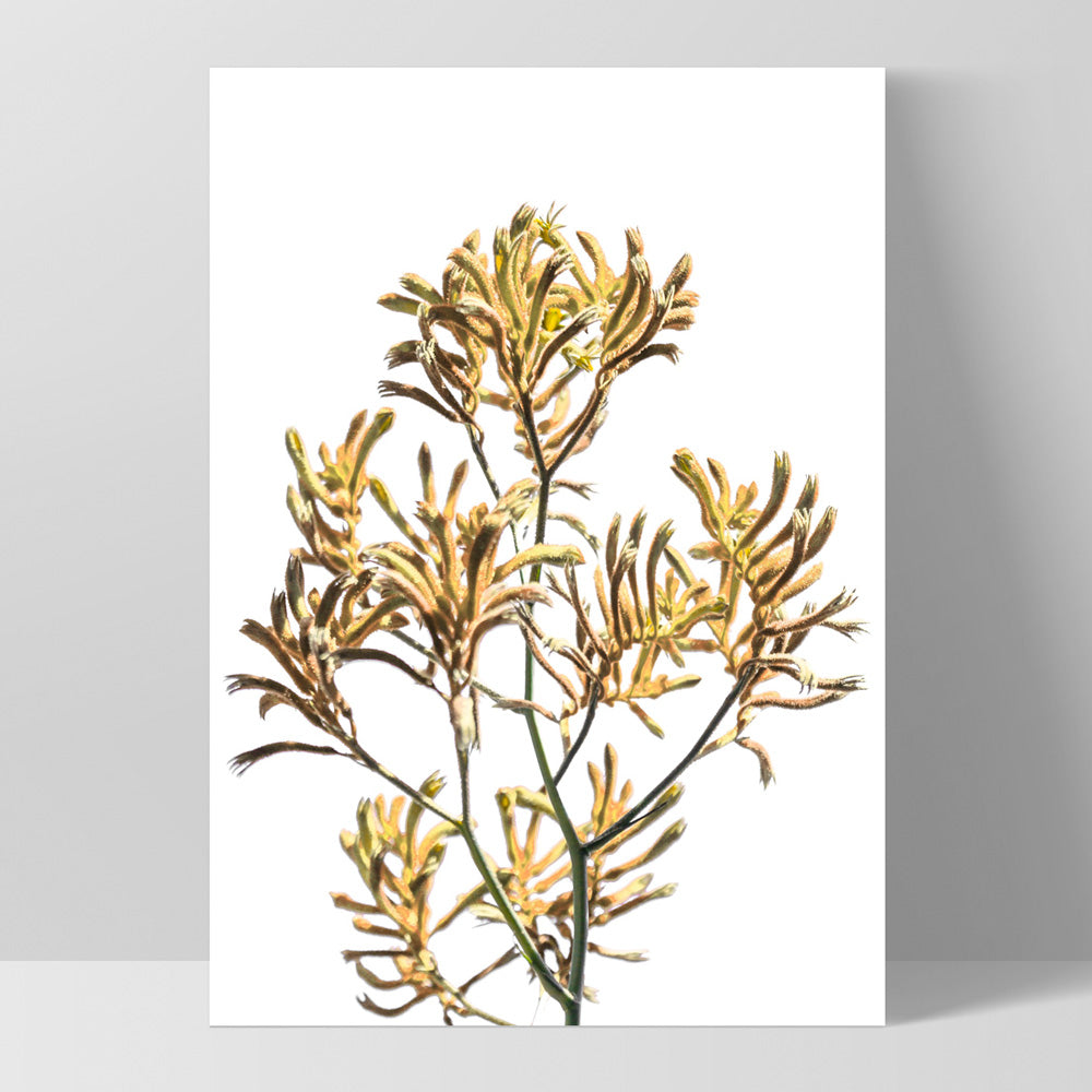 Kangaroo Paw in Yellow - Art Print, Poster, Stretched Canvas, or Framed Wall Art Print, shown as a stretched canvas or poster without a frame