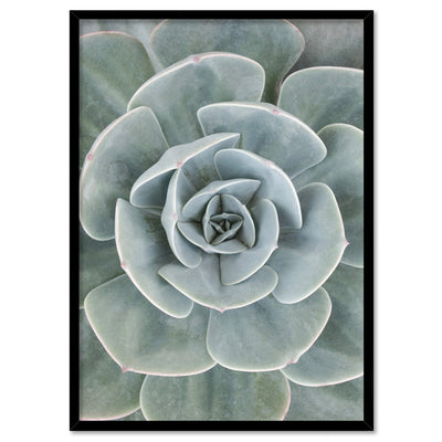 Succulent IV - Art Print, Poster, Stretched Canvas, or Framed Wall Art Print, shown in a black frame