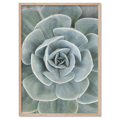 Succulent IV - Art Print, Poster, Stretched Canvas, or Framed Wall Art Print, shown in a natural timber frame