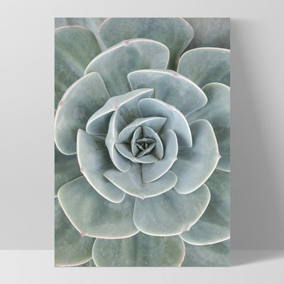 Succulent IV - Art Print, Poster, Stretched Canvas, or Framed Wall Art Print, shown as a stretched canvas or poster without a frame