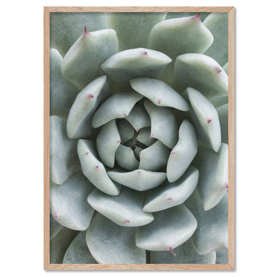 Succulent III - Art Print, Poster, Stretched Canvas, or Framed Wall Art Print, shown in a natural timber frame