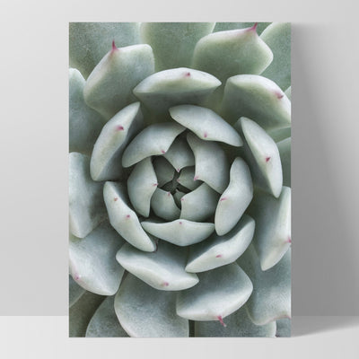 Succulent III - Art Print, Poster, Stretched Canvas, or Framed Wall Art Print, shown as a stretched canvas or poster without a frame
