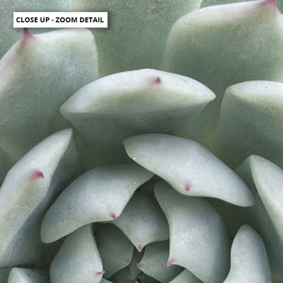 Succulent III - Art Print, Poster, Stretched Canvas or Framed Wall Art, Close up View of Print Resolution