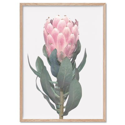 Queen Protea Vintage Portrait - Art Print, Poster, Stretched Canvas, or Framed Wall Art Print, shown in a natural timber frame