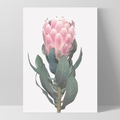 Queen Protea Vintage Portrait - Art Print, Poster, Stretched Canvas, or Framed Wall Art Print, shown as a stretched canvas or poster without a frame