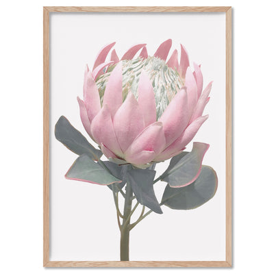 King Protea Vintage Portrait - Art Print, Poster, Stretched Canvas, or Framed Wall Art Print, shown in a natural timber frame