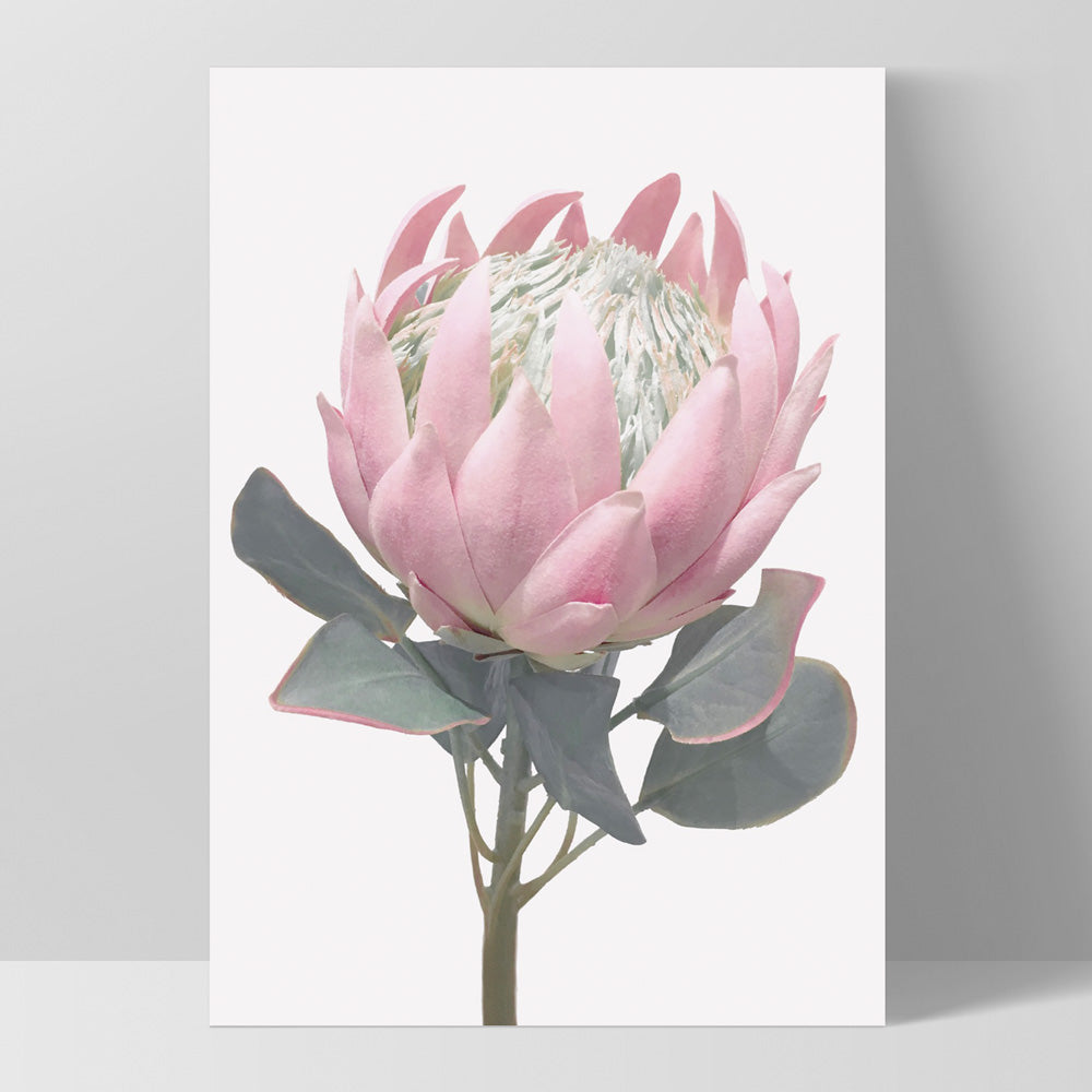 King Protea Vintage Portrait - Art Print, Poster, Stretched Canvas, or Framed Wall Art Print, shown as a stretched canvas or poster without a frame
