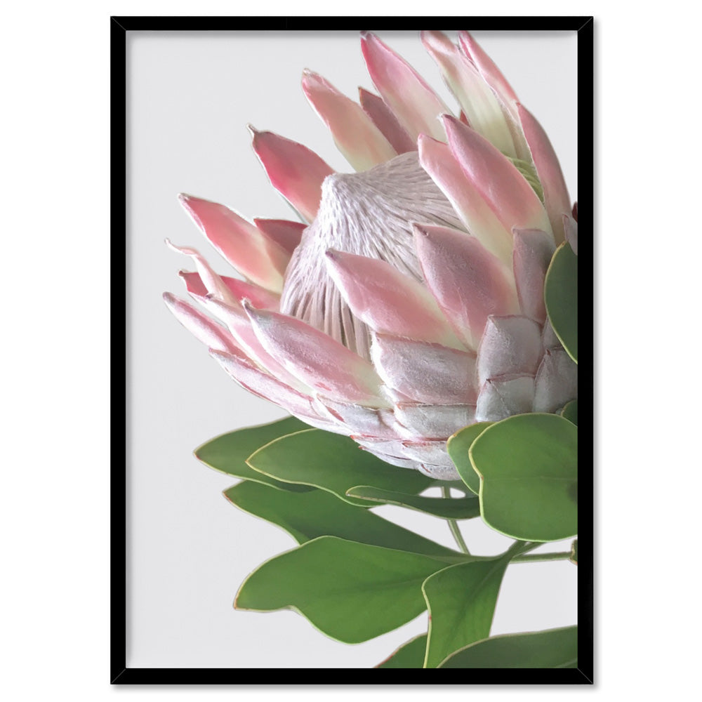 King Protea Soft Blush - Art Print, Poster, Stretched Canvas, or Framed Wall Art Print, shown in a black frame