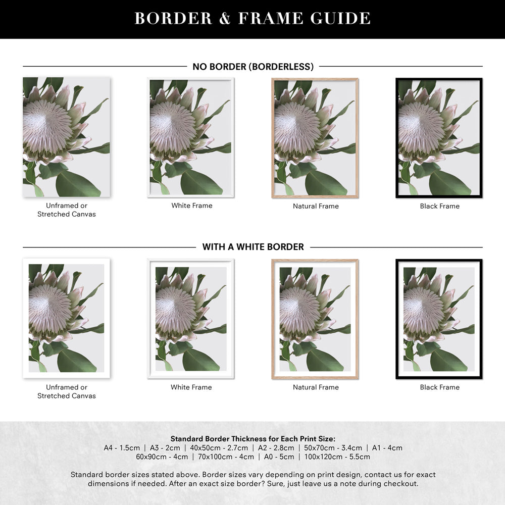 King Protea White - Art Print, Poster, Stretched Canvas or Framed Wall Art, Showing White , Black, Natural Frame Colours, No Frame (Unframed) or Stretched Canvas, and With or Without White Borders