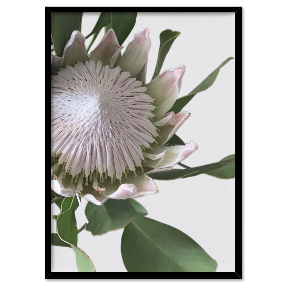 King Protea White - Art Print, Poster, Stretched Canvas, or Framed Wall Art Print, shown in a black frame