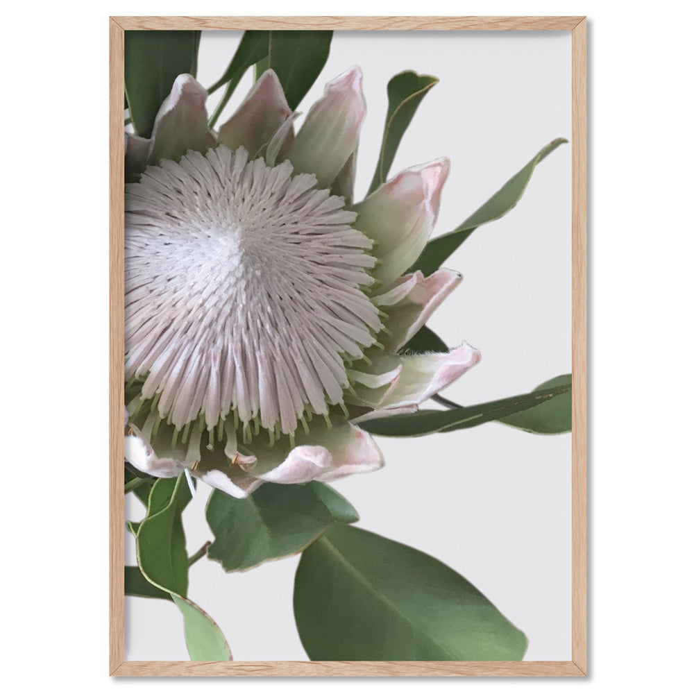 King Protea White - Art Print, Poster, Stretched Canvas, or Framed Wall Art Print, shown in a natural timber frame