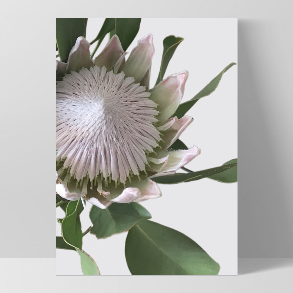 King Protea White - Art Print, Poster, Stretched Canvas, or Framed Wall Art Print, shown as a stretched canvas or poster without a frame