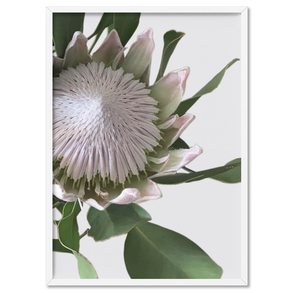 King Protea White - Art Print, Poster, Stretched Canvas, or Framed Wall Art Print, shown in a white frame