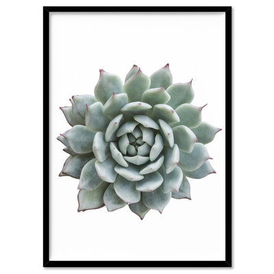 Succulent I - Art Print, Poster, Stretched Canvas, or Framed Wall Art Print, shown in a black frame