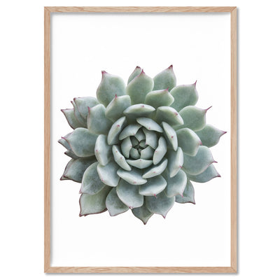 Succulent I - Art Print, Poster, Stretched Canvas, or Framed Wall Art Print, shown in a natural timber frame