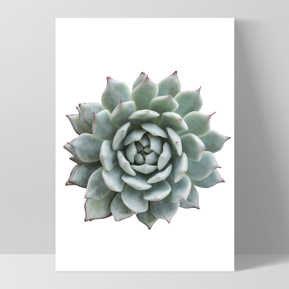 Succulent I - Art Print, Poster, Stretched Canvas, or Framed Wall Art Print, shown as a stretched canvas or poster without a frame