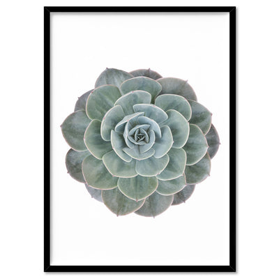 Succulent II - Art Print, Poster, Stretched Canvas, or Framed Wall Art Print, shown in a black frame