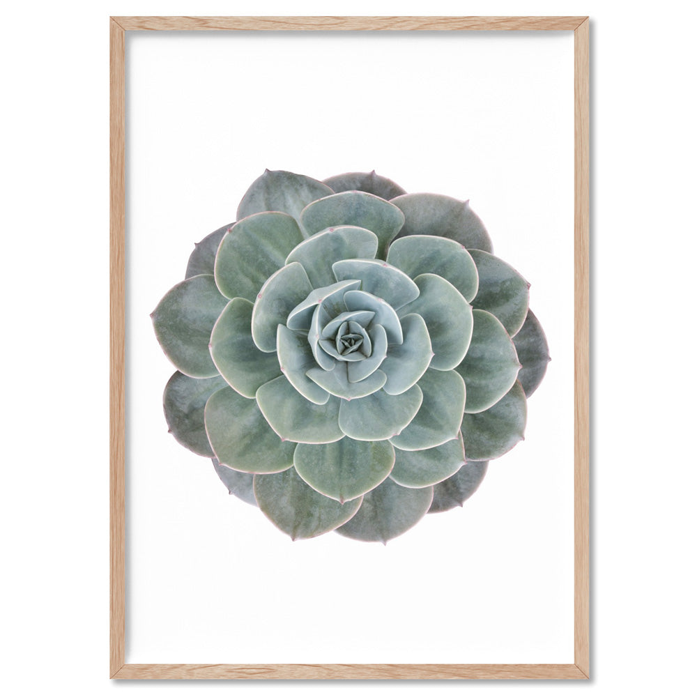 Succulent II - Art Print, Poster, Stretched Canvas, or Framed Wall Art Print, shown in a natural timber frame