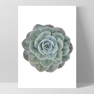 Succulent II - Art Print, Poster, Stretched Canvas, or Framed Wall Art Print, shown as a stretched canvas or poster without a frame