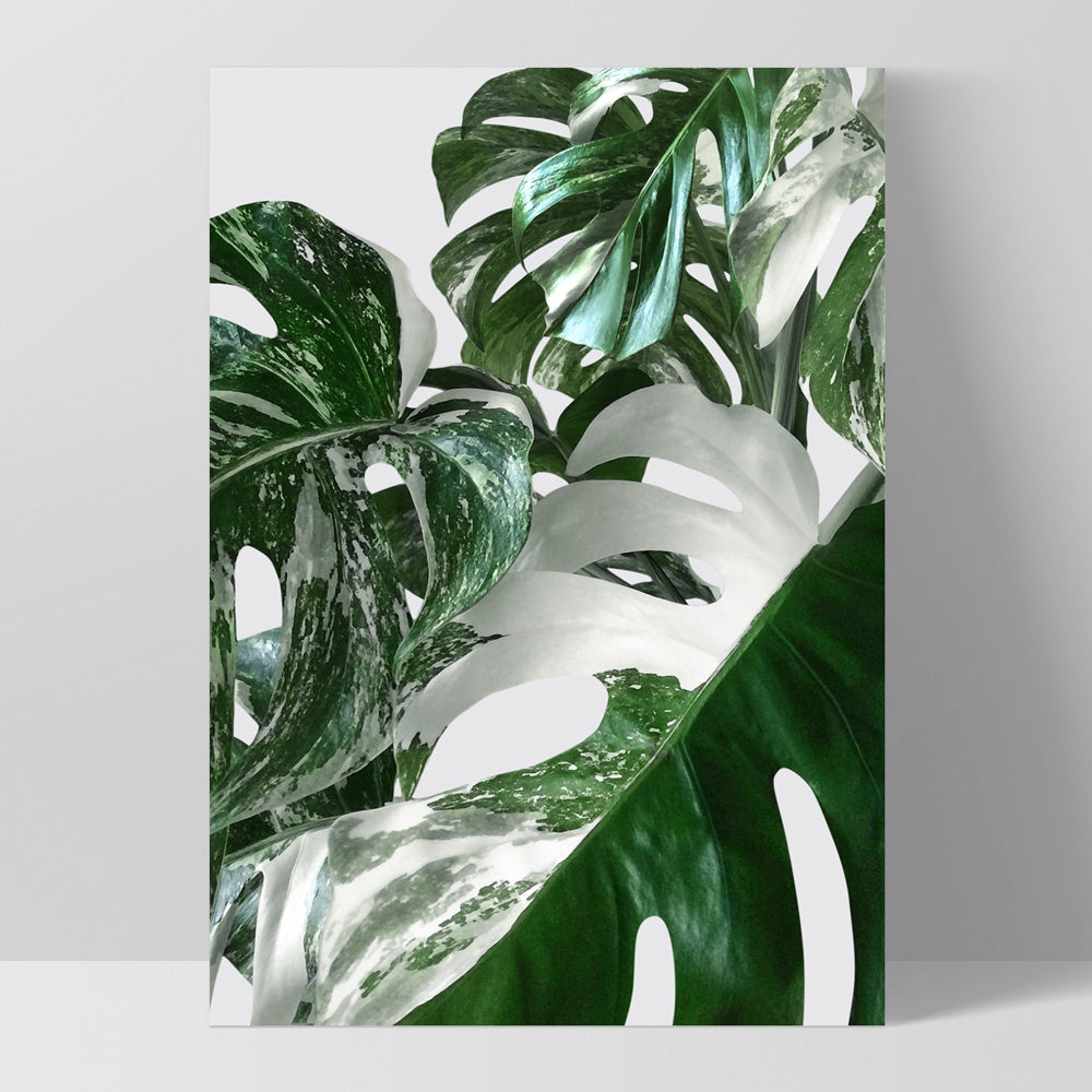 Monstera Variegated Leaves I - Art Print, Poster, Stretched Canvas, or Framed Wall Art Print, shown as a stretched canvas or poster without a frame
