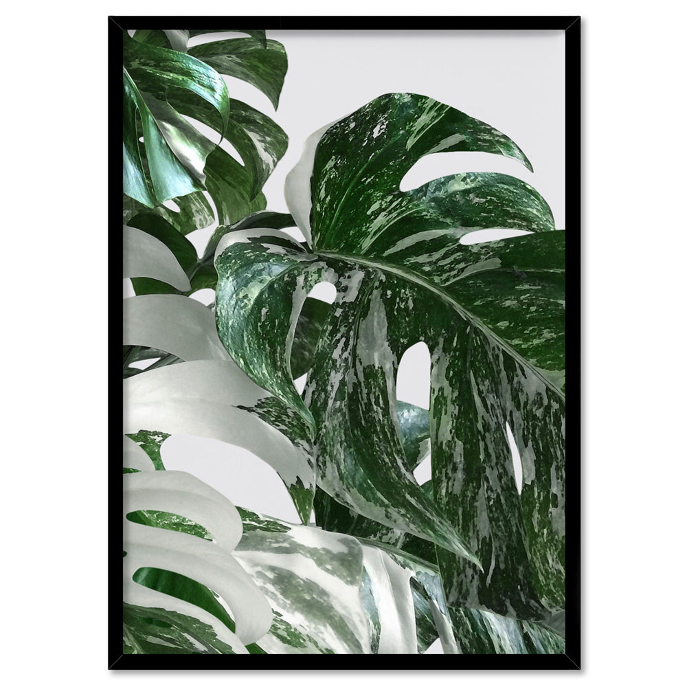 Monstera Variegated Leaves II - Art Print, Poster, Stretched Canvas, or Framed Wall Art Print, shown in a black frame