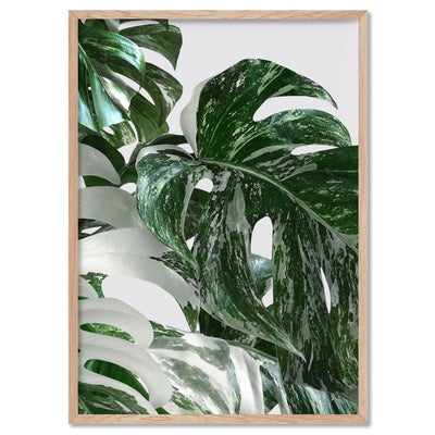Monstera Variegated Leaves II - Art Print, Poster, Stretched Canvas, or Framed Wall Art Print, shown in a natural timber frame