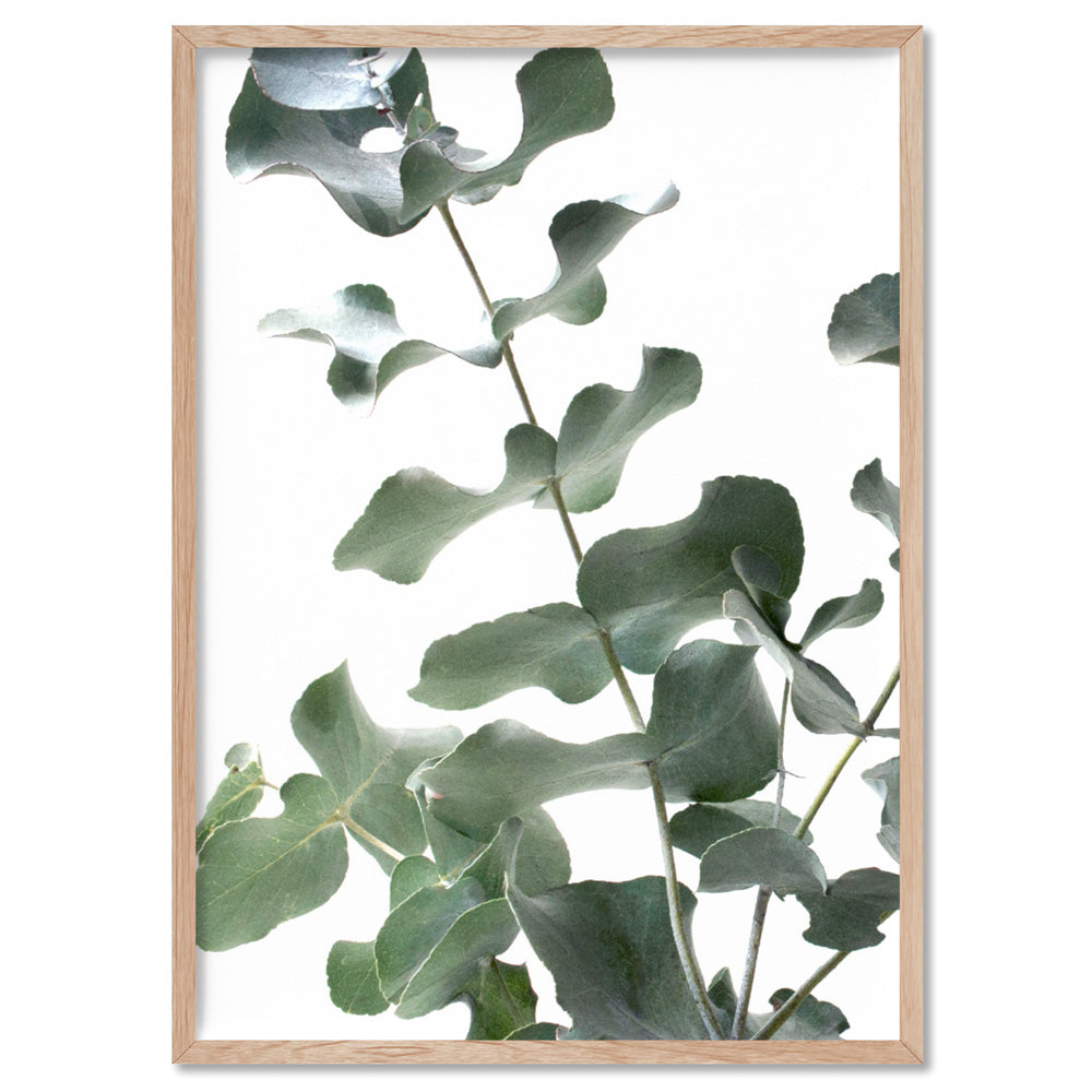 Eucalyptus Gum Leaves II  - Art Print, Poster, Stretched Canvas, or Framed Wall Art Print, shown in a natural timber frame