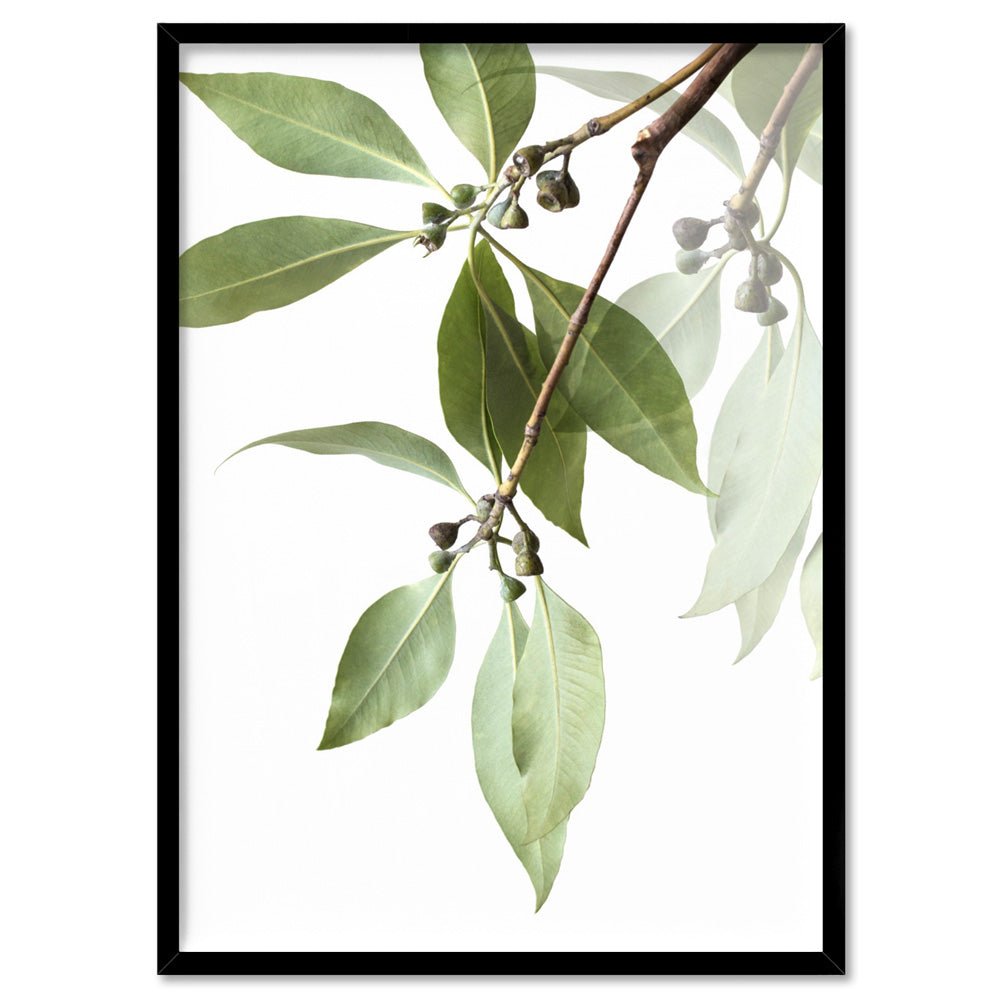 Gumtree Eucalyptus Leaves II - Art Print, Poster, Stretched Canvas, or Framed Wall Art Print, shown in a black frame
