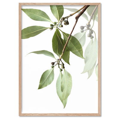 Gumtree Eucalyptus Leaves II - Art Print, Poster, Stretched Canvas, or Framed Wall Art Print, shown in a natural timber frame