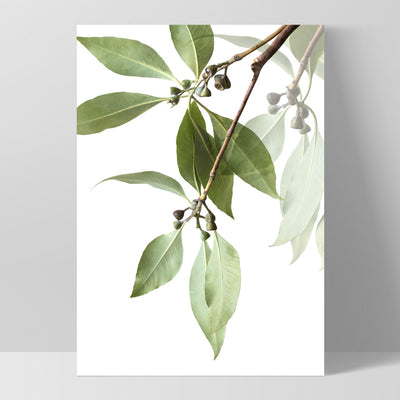 Gumtree Eucalyptus Leaves II - Art Print, Poster, Stretched Canvas, or Framed Wall Art Print, shown as a stretched canvas or poster without a frame