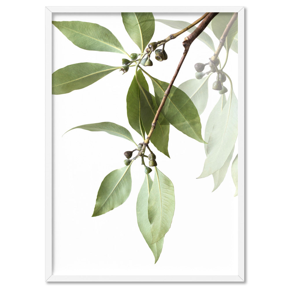 Gumtree Eucalyptus Leaves II - Art Print, Poster, Stretched Canvas, or Framed Wall Art Print, shown in a white frame
