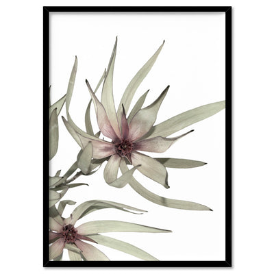 Leucadendron Dried Flowers I - Art Print, Poster, Stretched Canvas, or Framed Wall Art Print, shown in a black frame