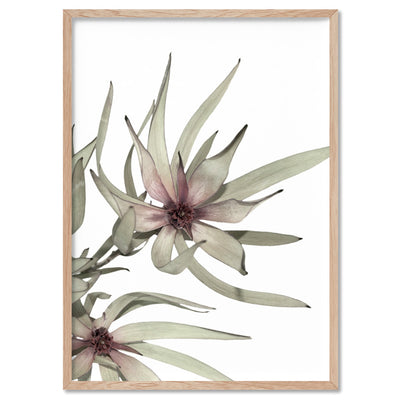 Leucadendron Dried Flowers I - Art Print, Poster, Stretched Canvas, or Framed Wall Art Print, shown in a natural timber frame