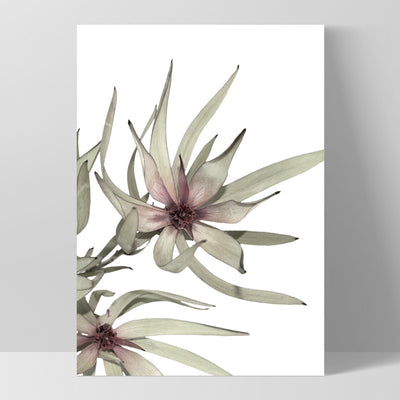 Leucadendron Dried Flowers I - Art Print, Poster, Stretched Canvas, or Framed Wall Art Print, shown as a stretched canvas or poster without a frame