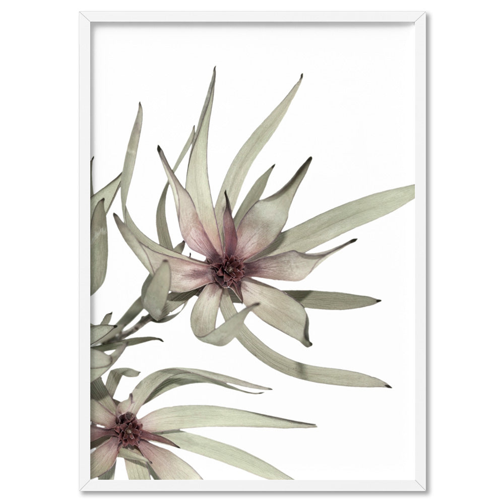 Leucadendron Dried Flowers I - Art Print, Poster, Stretched Canvas, or Framed Wall Art Print, shown in a white frame