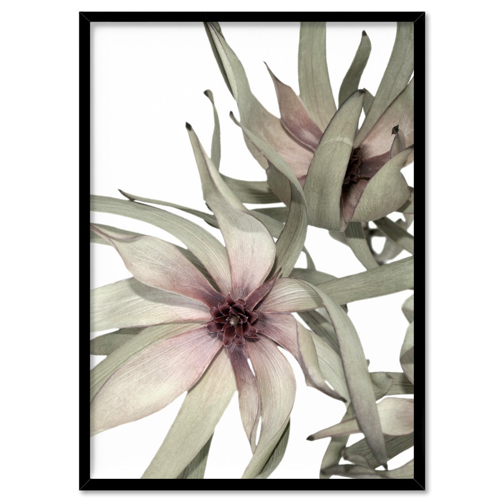 Leucadendron Dried Flowers II - Art Print, Poster, Stretched Canvas, or Framed Wall Art Print, shown in a black frame