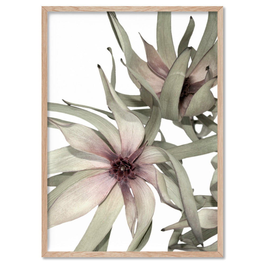 Leucadendron Dried Flowers II - Art Print, Poster, Stretched Canvas, or Framed Wall Art Print, shown in a natural timber frame