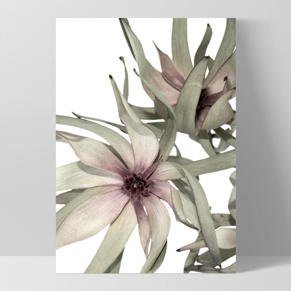 Leucadendron Dried Flowers II - Art Print, Poster, Stretched Canvas, or Framed Wall Art Print, shown as a stretched canvas or poster without a frame