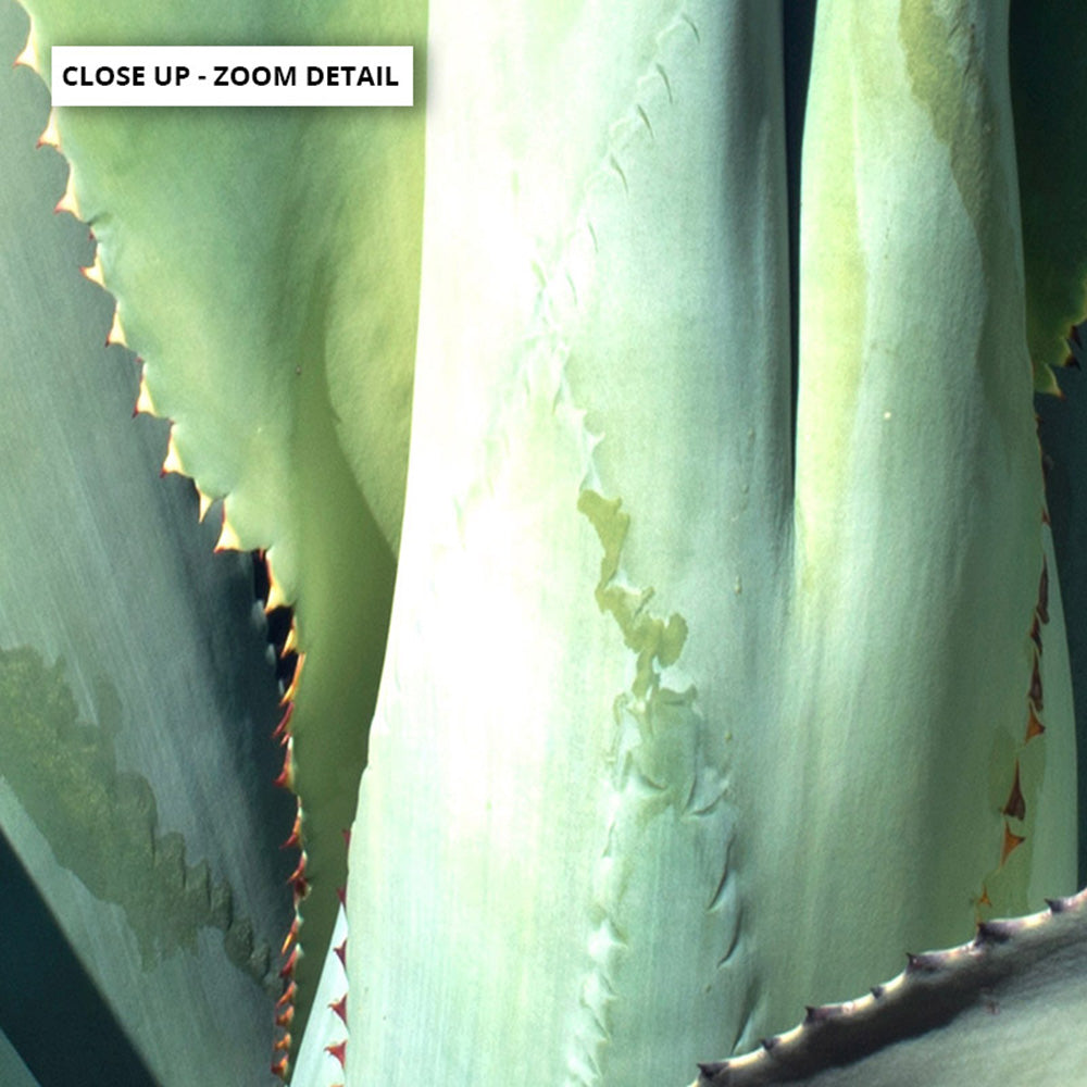 Agave Study II - Art Print, Poster, Stretched Canvas or Framed Wall Art, Close up View of Print Resolution