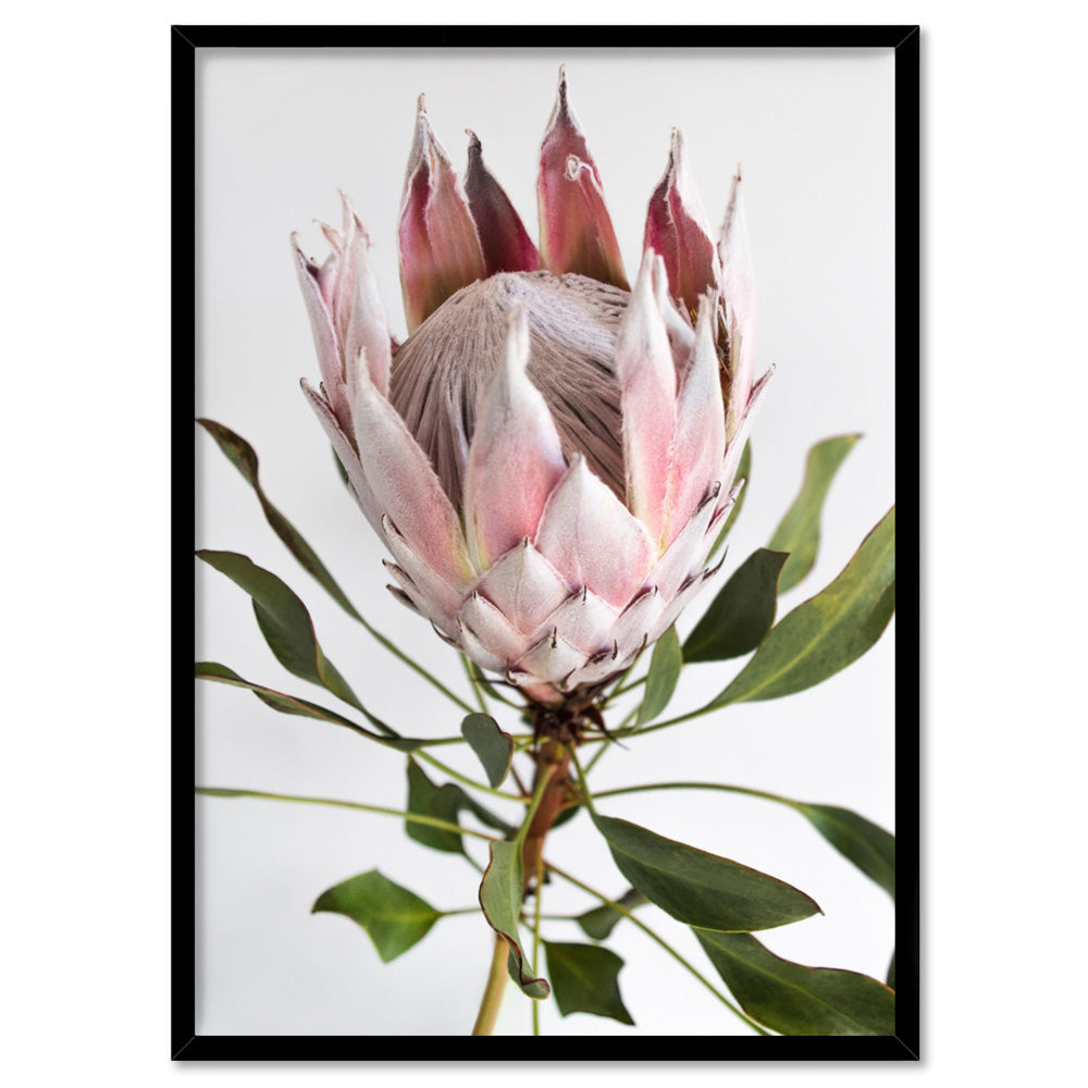 King Protea Portrait - Art Print, Poster, Stretched Canvas, or Framed Wall Art Print, shown in a black frame