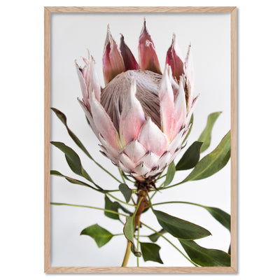 King Protea Portrait - Art Print, Poster, Stretched Canvas, or Framed Wall Art Print, shown in a natural timber frame
